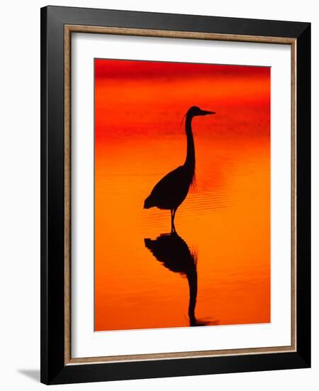 Great Blue Heron Fishing at Sunset, Sanibel Island, Ding Darling National Wildlife Refuge, Florida-Charles Sleicher-Framed Photographic Print