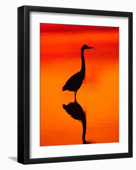 Great Blue Heron Fishing at Sunset, Sanibel Island, Ding Darling National Wildlife Refuge, Florida-Charles Sleicher-Framed Photographic Print