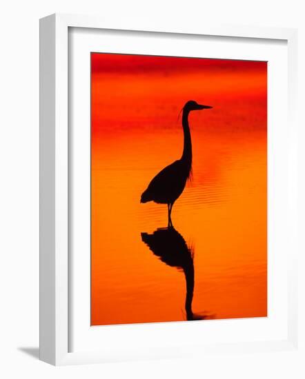 Great Blue Heron Fishing at Sunset, Sanibel Island, Ding Darling National Wildlife Refuge, Florida-Charles Sleicher-Framed Photographic Print