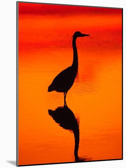 Great Blue Heron Fishing at Sunset, Sanibel Island, Ding Darling National Wildlife Refuge, Florida-Charles Sleicher-Mounted Photographic Print