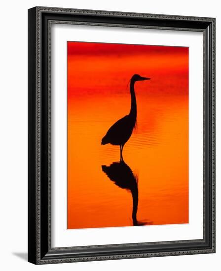 Great Blue Heron Fishing at Sunset, Sanibel Island, Ding Darling National Wildlife Refuge, Florida-Charles Sleicher-Framed Photographic Print