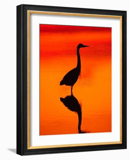 Great Blue Heron Fishing at Sunset, Sanibel Island, Ding Darling National Wildlife Refuge, Florida-Charles Sleicher-Framed Photographic Print