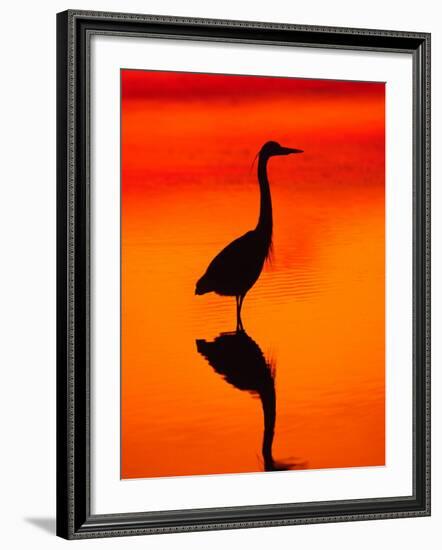 Great Blue Heron Fishing at Sunset, Sanibel Island, Ding Darling National Wildlife Refuge, Florida-Charles Sleicher-Framed Photographic Print