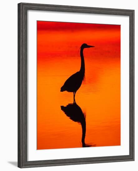 Great Blue Heron Fishing at Sunset, Sanibel Island, Ding Darling National Wildlife Refuge, Florida-Charles Sleicher-Framed Photographic Print