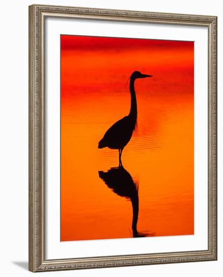 Great Blue Heron Fishing at Sunset, Sanibel Island, Ding Darling National Wildlife Refuge, Florida-Charles Sleicher-Framed Photographic Print