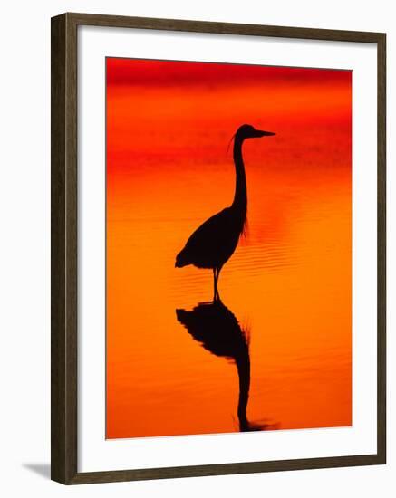 Great Blue Heron Fishing at Sunset, Sanibel Island, Ding Darling National Wildlife Refuge, Florida-Charles Sleicher-Framed Photographic Print