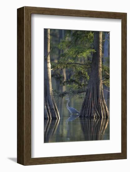 Great Blue Heron Fishing Near Cypress Trees, Horseshoe Lake State Park, Illinois-Richard and Susan Day-Framed Photographic Print