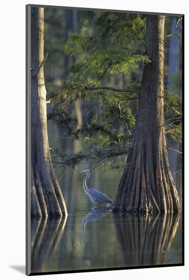 Great Blue Heron Fishing Near Cypress Trees, Horseshoe Lake State Park, Illinois-Richard and Susan Day-Mounted Photographic Print