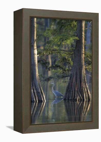 Great Blue Heron Fishing Near Cypress Trees, Horseshoe Lake State Park, Illinois-Richard and Susan Day-Framed Premier Image Canvas