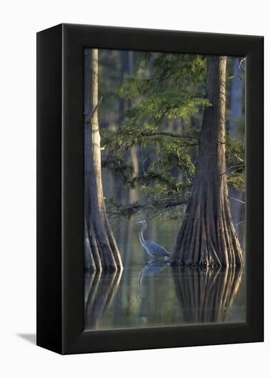 Great Blue Heron Fishing Near Cypress Trees, Horseshoe Lake State Park, Illinois-Richard and Susan Day-Framed Premier Image Canvas