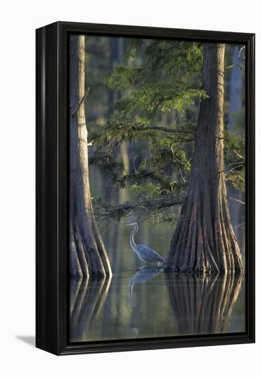 Great Blue Heron Fishing Near Cypress Trees, Horseshoe Lake State Park, Illinois-Richard and Susan Day-Framed Premier Image Canvas