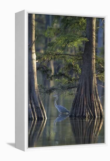 Great Blue Heron Fishing Near Cypress Trees, Horseshoe Lake State Park, Illinois-Richard and Susan Day-Framed Premier Image Canvas
