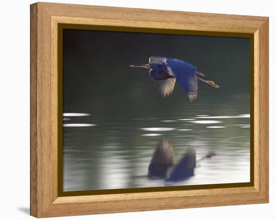 Great Blue Heron Flying Across Water-Nancy Rotenberg-Framed Premier Image Canvas