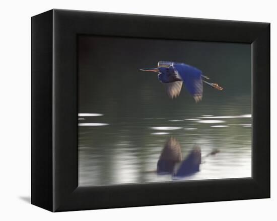Great Blue Heron Flying Across Water-Nancy Rotenberg-Framed Premier Image Canvas