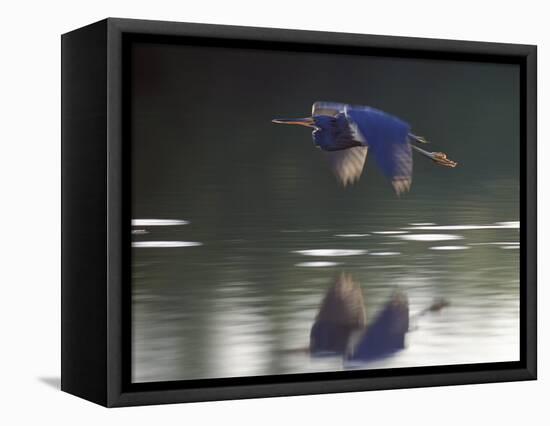 Great Blue Heron Flying Across Water-Nancy Rotenberg-Framed Premier Image Canvas