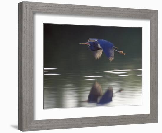 Great Blue Heron Flying Across Water-Nancy Rotenberg-Framed Photographic Print