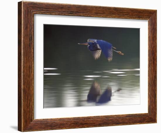 Great Blue Heron Flying Across Water-Nancy Rotenberg-Framed Photographic Print