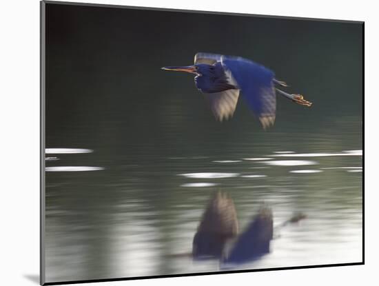 Great Blue Heron Flying Across Water-Nancy Rotenberg-Mounted Photographic Print