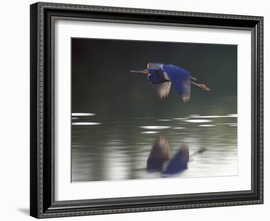 Great Blue Heron Flying Across Water-Nancy Rotenberg-Framed Photographic Print