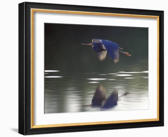 Great Blue Heron Flying Across Water-Nancy Rotenberg-Framed Photographic Print