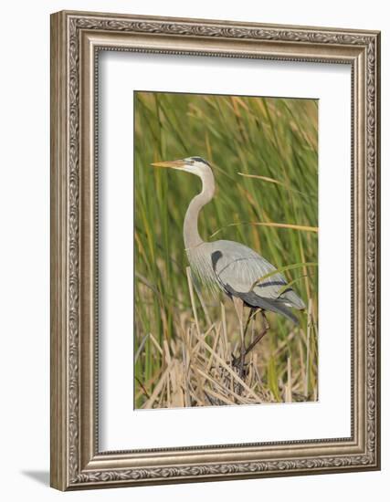 Great blue heron in breeding plumage, Blue Heron Wetlands, Florida, USA-Maresa Pryor-Framed Photographic Print