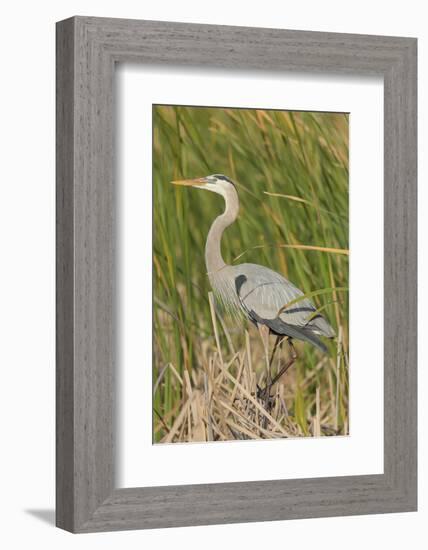 Great blue heron in breeding plumage, Blue Heron Wetlands, Florida, USA-Maresa Pryor-Framed Photographic Print