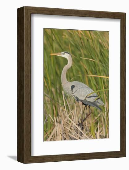 Great blue heron in breeding plumage, Blue Heron Wetlands, Florida, USA-Maresa Pryor-Framed Photographic Print