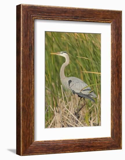 Great blue heron in breeding plumage, Blue Heron Wetlands, Florida, USA-Maresa Pryor-Framed Photographic Print