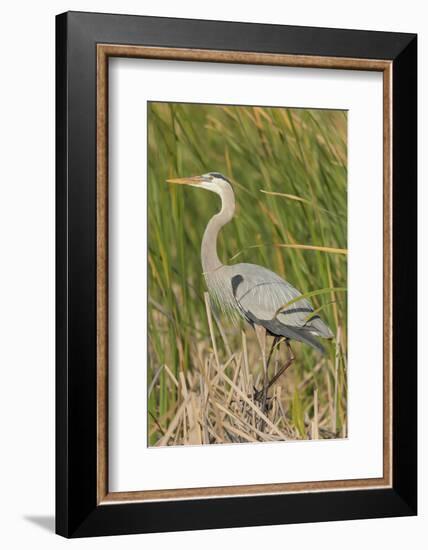 Great blue heron in breeding plumage, Blue Heron Wetlands, Florida, USA-Maresa Pryor-Framed Photographic Print