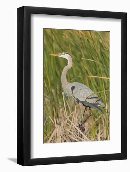 Great blue heron in breeding plumage, Blue Heron Wetlands, Florida, USA-Maresa Pryor-Framed Photographic Print