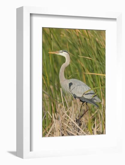 Great blue heron in breeding plumage, Blue Heron Wetlands, Florida, USA-Maresa Pryor-Framed Photographic Print