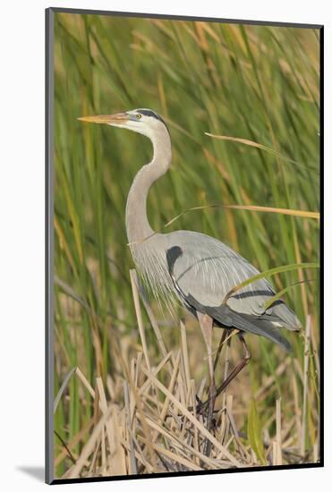 Great blue heron in breeding plumage, Blue Heron Wetlands, Florida, USA-Maresa Pryor-Mounted Photographic Print