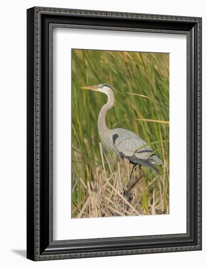 Great blue heron in breeding plumage, Blue Heron Wetlands, Florida, USA-Maresa Pryor-Framed Photographic Print