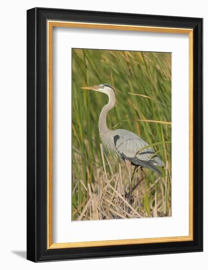 Great blue heron in breeding plumage, Blue Heron Wetlands, Florida, USA-Maresa Pryor-Framed Photographic Print