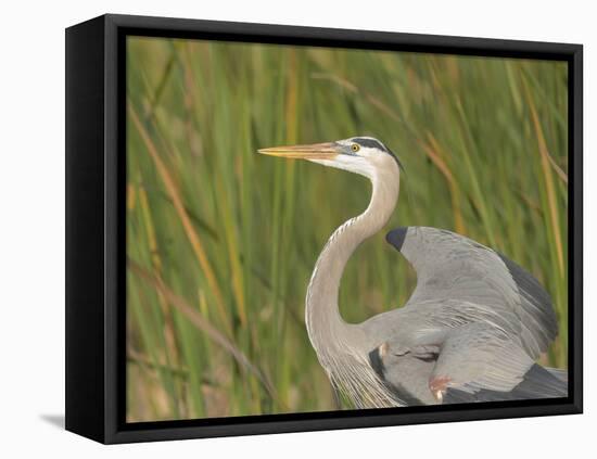 Great blue heron in breeding plumage, Blue Heron Wetlands, Florida, USA-Maresa Pryor-Framed Premier Image Canvas