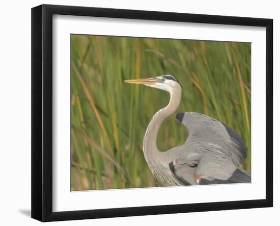 Great blue heron in breeding plumage, Blue Heron Wetlands, Florida, USA-Maresa Pryor-Framed Photographic Print