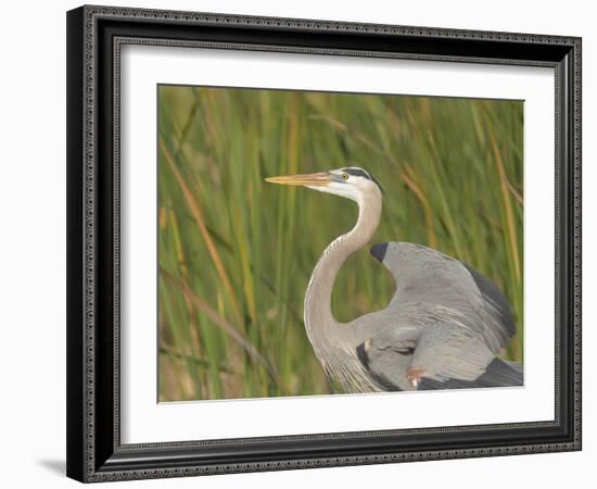 Great blue heron in breeding plumage, Blue Heron Wetlands, Florida, USA-Maresa Pryor-Framed Photographic Print