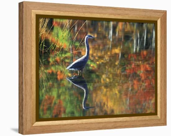 Great Blue Heron in Fall Reflection, Adirondacks, New York, USA-Nancy Rotenberg-Framed Premier Image Canvas