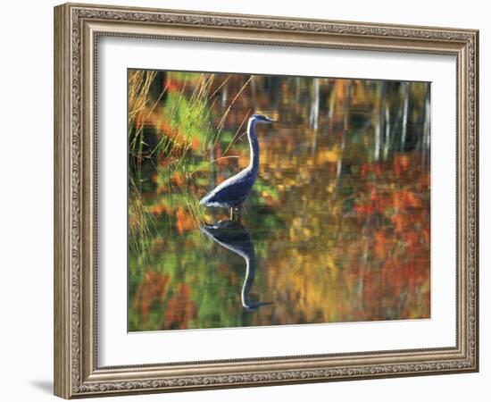 Great Blue Heron in Fall Reflection, Adirondacks, New York, USA-Nancy Rotenberg-Framed Photographic Print