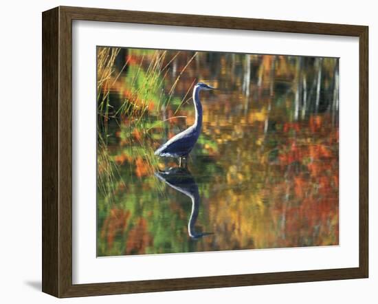 Great Blue Heron in Fall Reflection, Adirondacks, New York, USA-Nancy Rotenberg-Framed Photographic Print