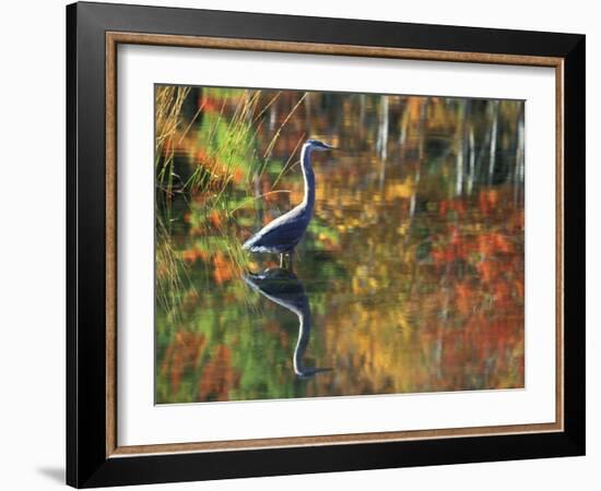 Great Blue Heron in Fall Reflection, Adirondacks, New York, USA-Nancy Rotenberg-Framed Photographic Print