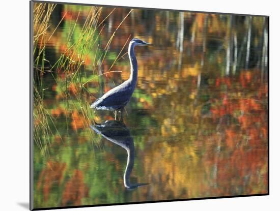 Great Blue Heron in Fall Reflection, Adirondacks, New York, USA-Nancy Rotenberg-Mounted Photographic Print