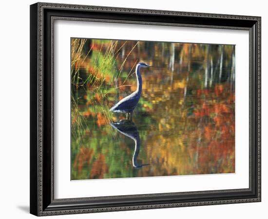 Great Blue Heron in Fall Reflection, Adirondacks, New York, USA-Nancy Rotenberg-Framed Photographic Print