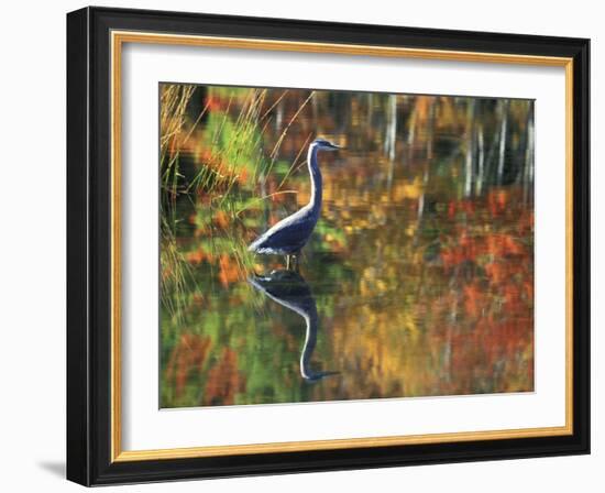 Great Blue Heron in Fall Reflection, Adirondacks, New York, USA-Nancy Rotenberg-Framed Photographic Print