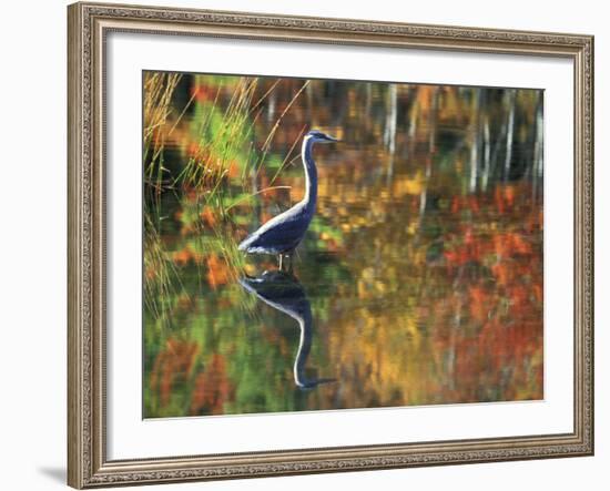 Great Blue Heron in Fall Reflection, Adirondacks, New York, USA-Nancy Rotenberg-Framed Photographic Print