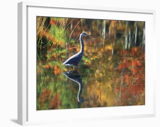 Great Blue Heron in Fall Reflection, Adirondacks, New York, USA-Nancy Rotenberg-Framed Photographic Print