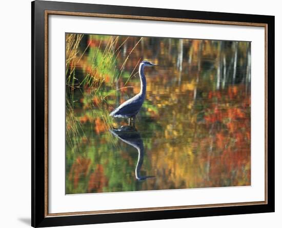 Great Blue Heron in Fall Reflection, Adirondacks, New York, USA-Nancy Rotenberg-Framed Photographic Print