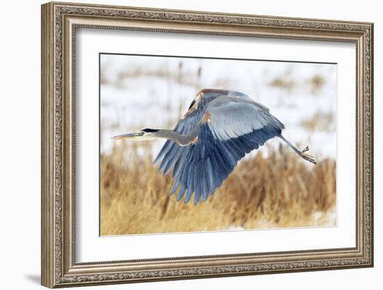 Great Blue Heron in Flight-Jason Savage-Framed Giclee Print