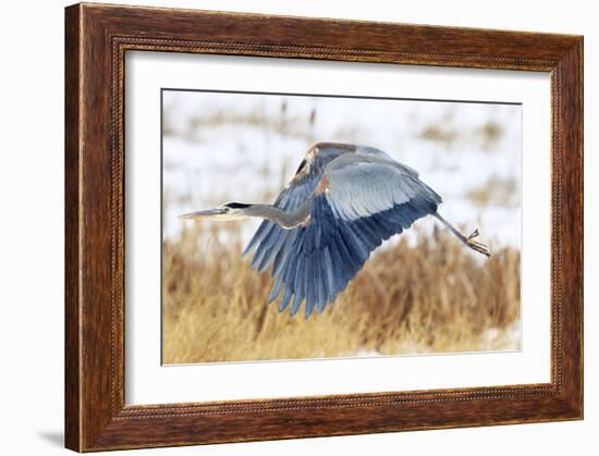 Great Blue Heron in Flight-Jason Savage-Framed Giclee Print