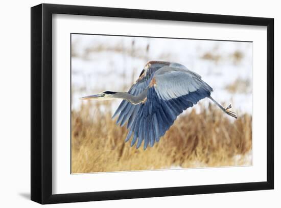 Great Blue Heron in Flight-Jason Savage-Framed Giclee Print